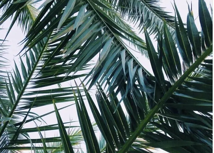 Due Palme 3* Πέζαρο